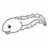 Tadpole Coloring Pages Printable For Free Download sketch template