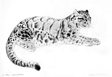 Clouded leopard Drawing by Kurt Tessmann | Fine Art America