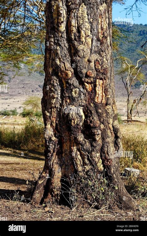 Africa acacia tree bark hi-res stock photography and images - Alamy