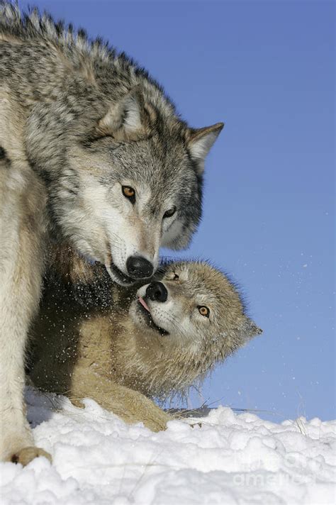 Wolf Social Behavior Photograph by Jean-Louis Klein & Marie-Luce Hubert ...