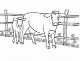 Cow And Calf 1 Coloring Page  Free Printable Pages For Kids sketch template