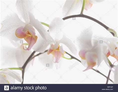 Peduncle High Resolution Stock Photography and Images - Alamy