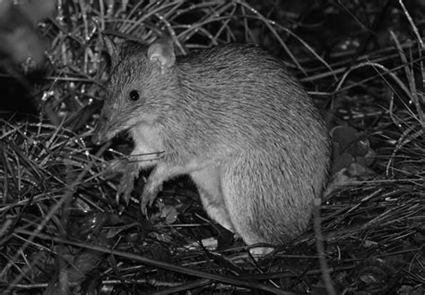 A successful first breeding season for Bandicoots. | The Foundation for ...