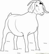 Goatee Coloring Pages Sketch Page sketch template