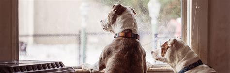 24Petwatch: How to stop a dog or puppy from barking