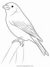 Coloring Bird Finch Flying Yellow Drawing Pages Blue Birds Clipart  sketch template