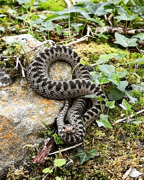 Adder Snake - Learn About Nature