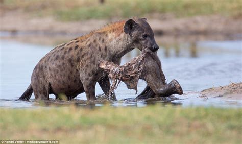 He's no Dumbo! Crafty hyena feasts on an elephant calf's leg after storing it in a lake to keep ...