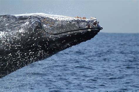 Wild whale breaching | Flickr Blog