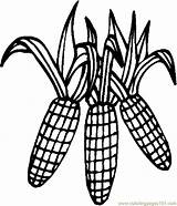 Indian Corn Coloring Page At GetColoringscom  Free Printable sketch template