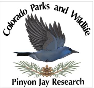 Pinyon Jay Community Science Project - Colorado Field Ornithologists