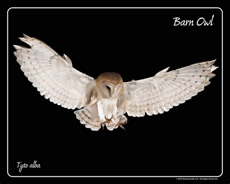 Barn Owl Flying Framed Print - Northwood Falconry