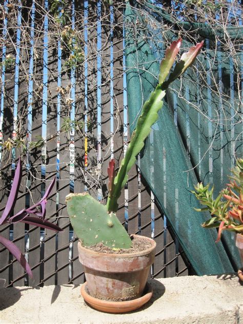 Mike is Bored: opuntia stock epiphyllum scion cactus graft