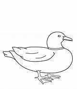 Printable Duck Coloring Pages sketch template