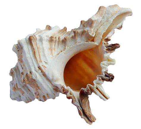 Seashell PNG transparent image download, size: 1390x1280px