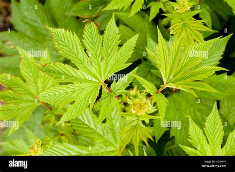 Green leaves of medical aspirin plant Meadowsweet Rosaceae Filipendula ...