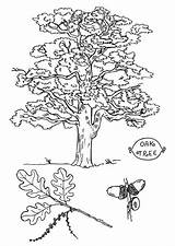 Oak Tree Coloring Page sketch template