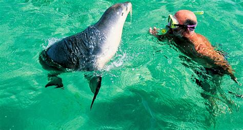 Swimming with wild seals Baird Bay - Australian Traveller