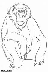 Baboon Cute coloring Page sketch template