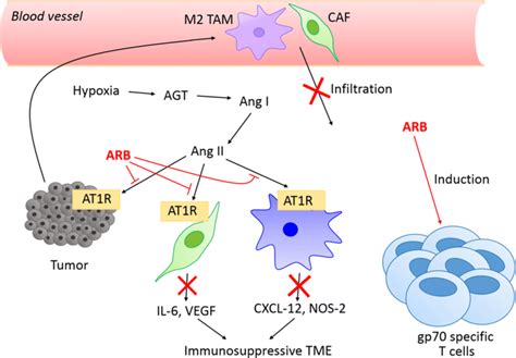 Mechanisms of angiotensin receptor blockers (ARB) in combating... | Download Scientific Diagram