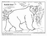 Datos De Oso kamchatka Dieta Hábitat E Imágenes En Animaliabio sketch template