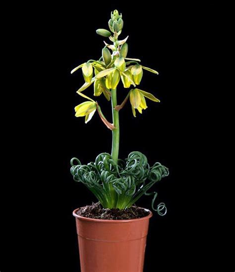 Amazon.com : Rare Frizzle Sizzle Plant - Albuca - STRANGE - 2 Bulbs - Succulent House Plant ...