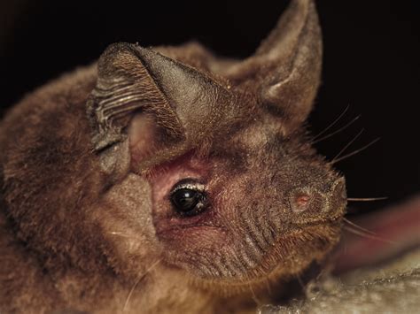 African microbats – ALEPHROCCO