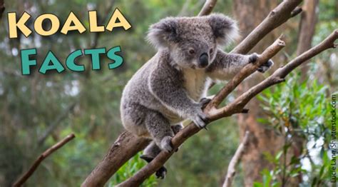 Koala Facts For Kids: Information, Pictures, Video & More