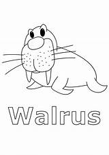 Free Printable Walrus Coloring Pages For Kids sketch template