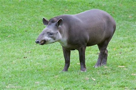 South American tapir - Alchetron, The Free Social Encyclopedia