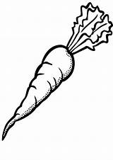 Coloring Pages  Carrot Page For Kids sketch template