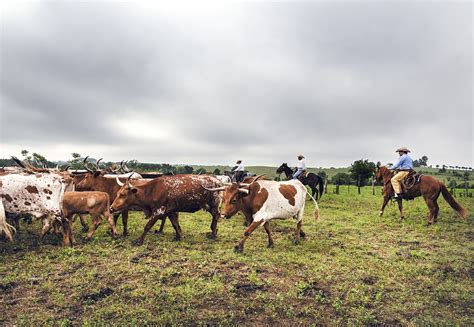 Cattle Drive Free Stock Photo - Public Domain Pictures