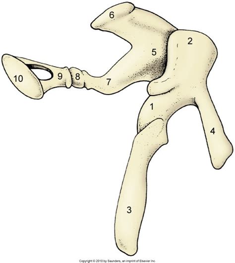 Ear Bones Diagram | Quizlet