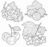 Berries coloring pages  Download And Print For Kids sketch template