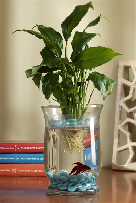 Design, Create, Inspire!: Living Eco-System | Fish plants, Indoor water garden, Fish vase