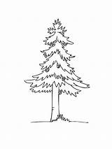 Pine Tree coloring Pages For Kids Free Printable  sketch template