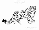Snow Leopard Coloring Page sketch template