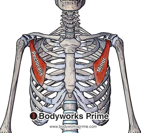 Pectoralis Minor Muscle Anatomy - Bodyworks Prime