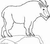 Mountain Goat Coloring Pages 8 Free Printables  ColoringAll sketch template