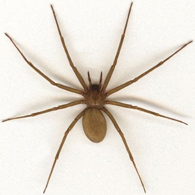 Spiders: Brown Recluse, Black Widow and Other Common Spiders | Oklahoma State University