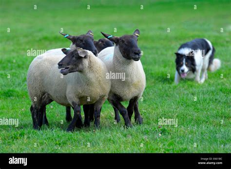 Sheepdog trials hi-res stock photography and images - Alamy