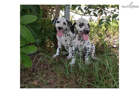 Pin on ♥ Dalmatians