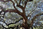 Mighty Oak Tree Symbolism: Ultimate Guide - SimplyBeyondHerbs