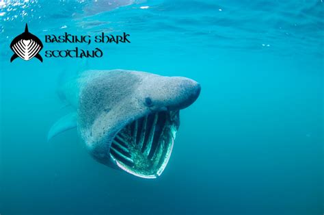 Basking Shark Tour | VisitScotland