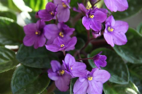 Wiese Acres: Growing African Violets, part 2 – Lighting