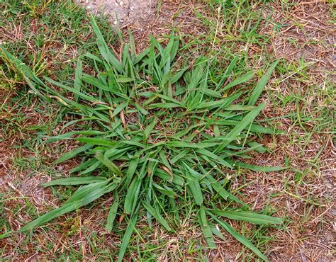 Common Weeds Found in Your Lawn