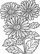 Aster Flower Coloring Page For Adults Design Colouring  sketch template