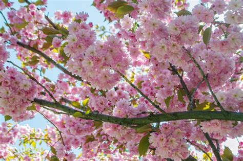 Premium Photo | Flowering of a japanese pink sakura