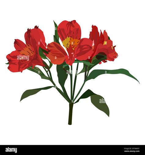 Alstroemeria tropical flower, South American plant, vector illustration Stock Vector Image & Art ...