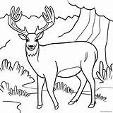 Mule Deer Coloring Page 61363 48553 sketch template